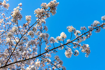 cherry blossoms in spring season