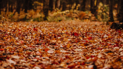 Tapis de feuilles dans la for&ecirc;t &agrave; l'automne