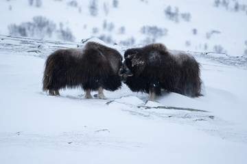 Musk ox fighting in snow