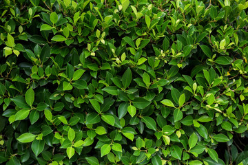 Fototapeta na wymiar beautiful background of green leaf texture green and nature