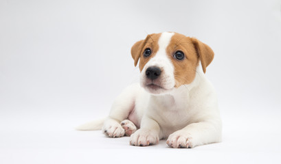 Puppy  Jack russell terrier. Small adorable doggy with funny fur stains.