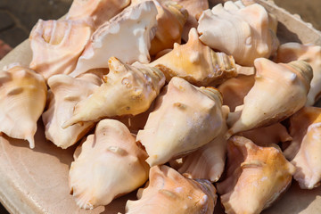 White And Brown Colored Traditional Cultural Sacred Holy Sea Shell Called Shankha Of Lord Shiva For Making Musical Sound By Hindu In Puja Pooja Or Prayers