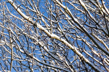 Obraz premium Close-up of tree branches covered in snow with a blue sky background. Selective focus on foreground branches.