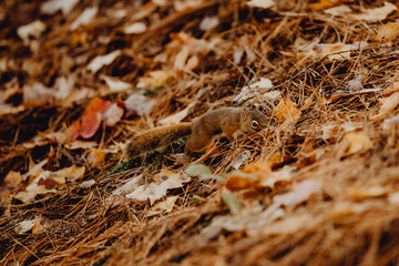 écureuil dans la forêt en automne