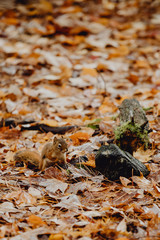 écureuil dans la forêt en automne