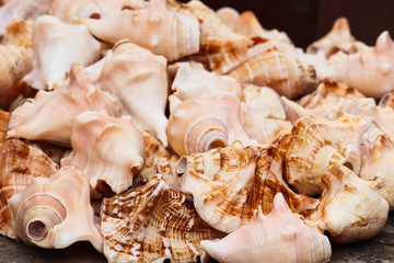Brown And White Beautiful Traditional Cultural Sacred Holy Sea Shell Called Shankha Of Lord Shiva For Making Musical Sound By Hindu In Puja Pooja Or Prayers