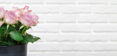Pink roses on white background. Valentine's background. Pattern of flowers.