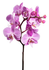 pink flower phalaenopsis orchid isolated on white background