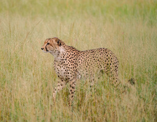 Skulking Cheetah (Okavango Delta, Botswana)