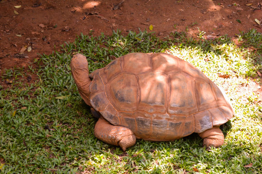 Turtle