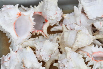 White Spiky Traditional Cultural Sacred Holy Sea Shell Called Shankha Of Lord Shiva For Making Musical Sound By Hindu In Puja Pooja Or Prayers