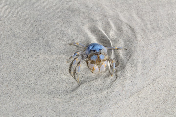 Wildlife in the PHilippines, Blue Crab 