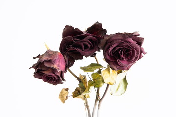 3 stems of dried out dead red roses close up frontal shot isolated on white