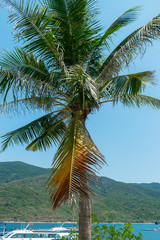 Tall palm tree with green fruits on background of blue sky and boats in sea