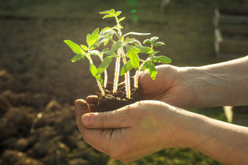 young green fresh plants tomato seedlings in hands on a background of black beds