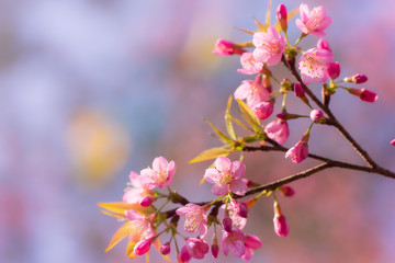 Fototapeta na wymiar beautiful wild himalayan cherry flower ( Prunus cerasoides )