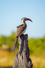 African Parrot (Okavango Delta, Botswana)