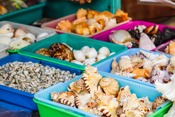 Group Of Colorful Multiple Kind Of Sea Shells Found In South India Seashore Placed In Rectangular Tray For Sale In Market