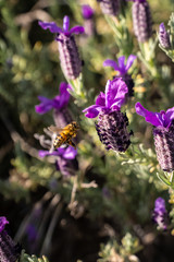 un ape su un fiore di lavanda