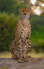 Fototapeta na wymiar Gazing Cheetah (Okavango Delta, Botswana)