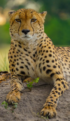 Cheetah (Okavango Delta, Botswana)