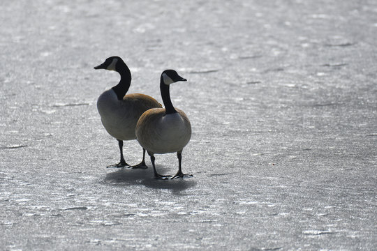Canadian Geese walking on frozen lake