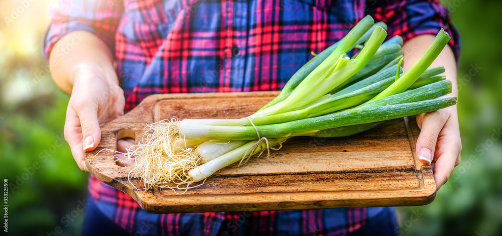 Wall mural fresh young onion on wooden cut board in woman farmer hands.