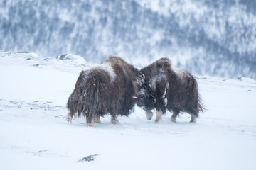 Musk ox fighting in snow