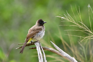 Dark capped bulbul bird in Hluhluhve nature reserve in South Africa