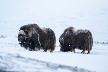 Two musk ox 