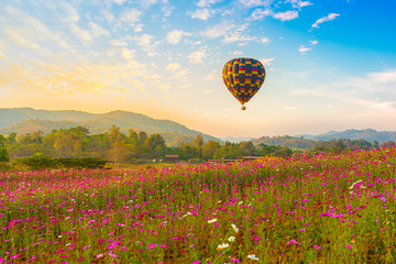 Color hot air balloon over pink cosmos flowers garden,Hot Air Balloon, Flying, Sunset, Thailand,...