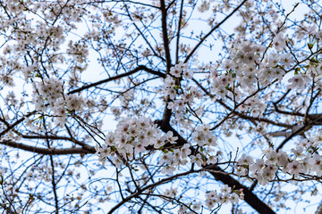 cherry blossoms in spring season