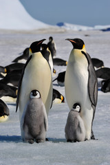 Emperor Penguins with chicks