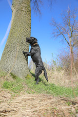 Obraz na płótnie Canvas Junger schwarzer Labrador springt an einem Baum mit blauem Himmel