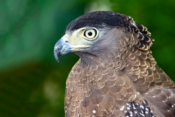 Close up head eagle on green nature background