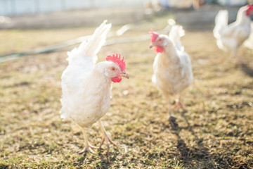 bird white chicken smoothes into the camera walks around the garden in the village