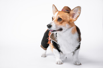 Naklejka na ściany i meble portrait of a beautiful dog breed welsh corgi Pembroke dressed in cowboy costumes, smiling with tongue out, looking away, on a white background. Do not isolate. copy space.