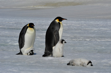 Plakat Emperor Penguins with chicks