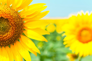 Obraz premium Sunflower natural background. Beautiful landscape with yellow sunflowers against the blue sky. Sunflower field, agriculture, harvest concept. Sunflower seeds, vegetable oil