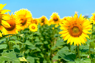 Sunflower natural background. Beautiful landscape with yellow sunflowers against the blue sky. Sunflower field, agriculture, harvest concept. Sunflower seeds, vegetable oil