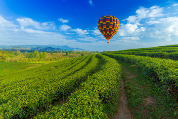 color hot air balloon over the tea plantation with mountain background