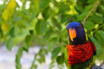 A parrot ( burung nuri ) is perched on a tree