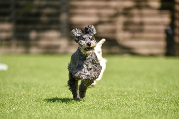 ミニチュアシュナウザー