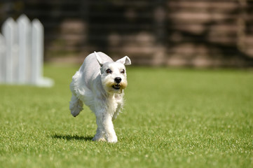 ミニチュアシュナウザー