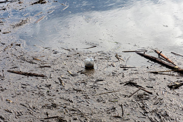 Plastics bottle of soft drink or beer floats upside down around in a highly contaminated pond