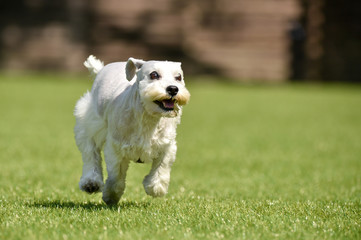 ミニチュアシュナウザー