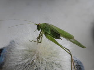 grasshopper on a white background