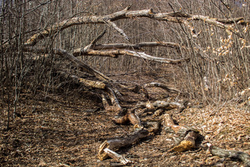 tree collapsed in the forest on the road