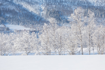 Amazing landscape After the first snow over the mountain, Colorado, USA. Winter wonderland. A beautiful panorama of a snow filled country road and trees iced like white frosting. Christmas time