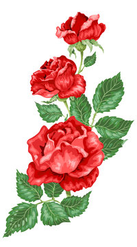 Rose flowers decorative element in vector illustration